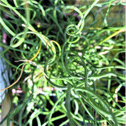 Juncus effusus 'Spiralis'