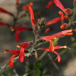 Justicia californica Justicia californica