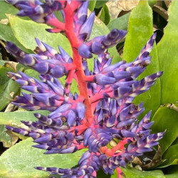Aechmea 'Blue Rain' Aechmea 'Blue Rain'
