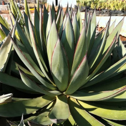 Agave 'Blue Glow' Agave 'Blue Glow'