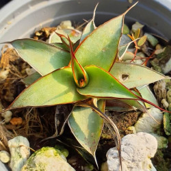 Agave impressa 'Impressive' Agave impressa 'Impressive'