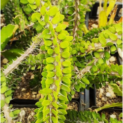 Alluaudia procera Alluaudia procera