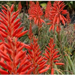 Aloe arborescens Aloe arborescens