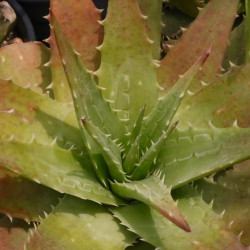Aloe x delaetii Aloe x delaetii