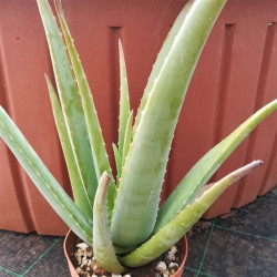 Aloe vera Aloe vera