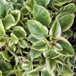 Aptenia cordifolia 'Variegata'  Aptenia cordifolia 'Variegata'