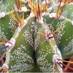 Astrophytum ornatum