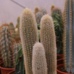 Espostoopsis dubowskii