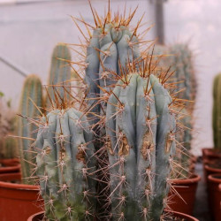 Azureocereus hertlingianus