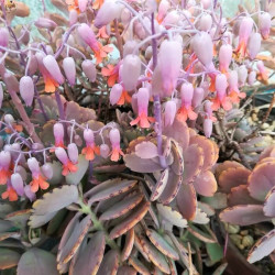 Bryophyllum fedtschenkoi Bryophyllum fedtschenkoi
