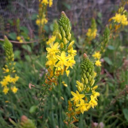 Bulbine frutescens Bulbine frutescens