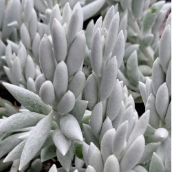 Caputia tomentosa Caputia tomentosa