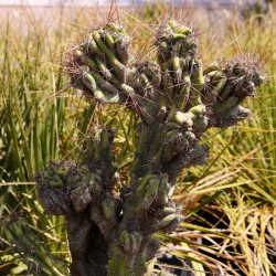 Cereus peruvianus 'Monstrosus'