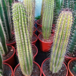 Consolea corallicola