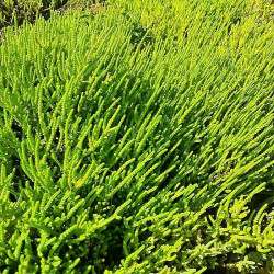 Crassula muscosa Crassula muscosa