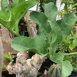 Cyphostemma juttae Cyphostemma juttae