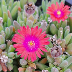 Delosperma cooperi 'Ice Cream Fire'  Delosperma cooperi 'Ice Cream Fire'