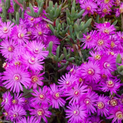 Delosperma cooperi Delosperma cooperi