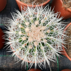 Echinocactus grusonii 'Albispinus' Echinocactus grusonii 'Albispinus'