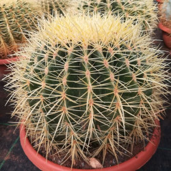 Echinocactus grusonii Echinocactus grusonii