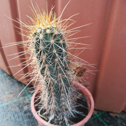 Echinocereus engelmannii Echinocereus engelmannii