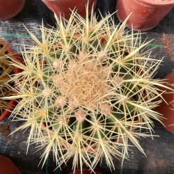 Echinopsis leucantha Echinopsis leucantha
