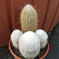 Espostoa melanostele