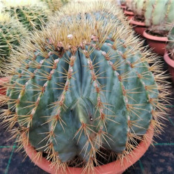 Ferocactus glaucescens