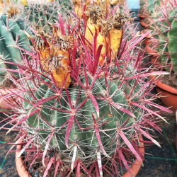 Ferocactus gracilis