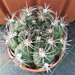 Ferocactus histrix