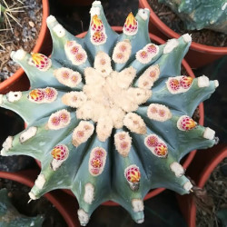 Ferocactus glaucescens f. inermis