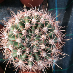 Gymnocalycium saglionis Gymnocalycium saglionis
