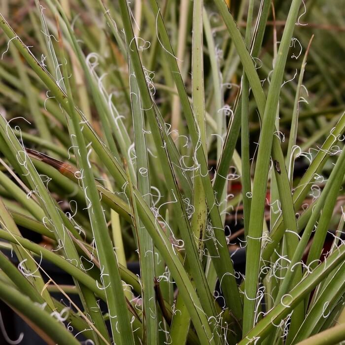 Hesperaloe parviflora
