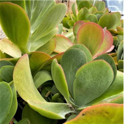 Kalanchoe luciae Kalanchoe luciae