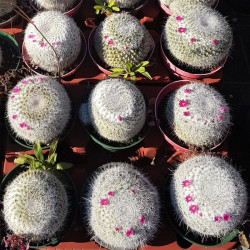 Mammillaria geminispina Mammillaria geminispina