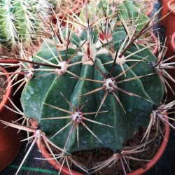 Melocactus azureus Melocactus azureus