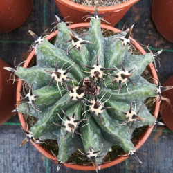 Ferocactus horridus f. brevispinus