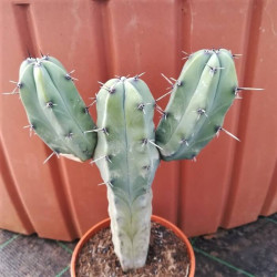 Myrtilocactus geometrizans Myrtilocactus geometrizans