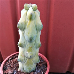 Myrtilocactus geometrizans 'Fukurokuryuzinboku' Myrtilocactus geometrizans 'Fukurokuryuzinboku'