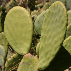 Opuntia ficus-indica f. inermis Opuntia ficus-indica f. inermis