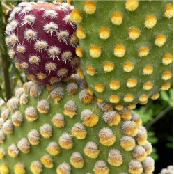 Opuntia microdasys Opuntia microdasys