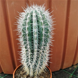 Pachycereus pringlei Pachycereus pringlei
