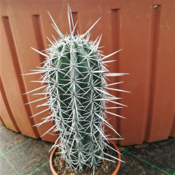 Pachycereus weberi Pachycereus weberi