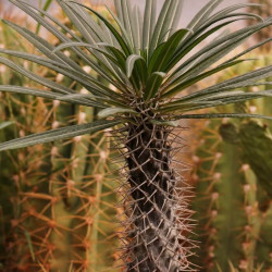 Pachypodium geayi Pachypodium geayi