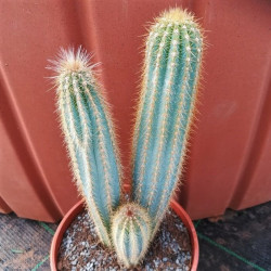 Pilosocereus pachycladus Pilosocereus pachycladus