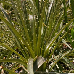 Puya chilensis Puya chilensis