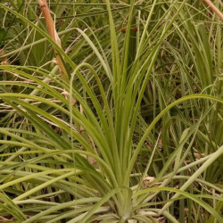 Puya mirabilis Puya mirabilis