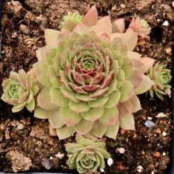 Sempervivum 'Mercury' Sempervivum 'Mercury'