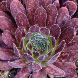 Sempervivum 'Pacific Red Tide' Sempervivum 'Pacific Red Tide'