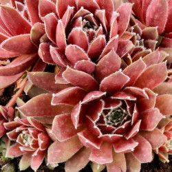 Sempervivum 'Pilatus' Sempervivum 'Pilatus'